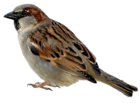 Sparrow PNG Picture Clipart