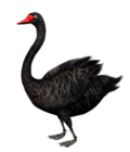 Standing Black Swan Free Clip-art