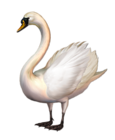 Standing Swan Free Clip-art
