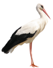Stork PNG Clipart