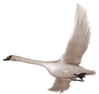 Swan in Flight Free Clipart