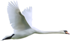 Swan with Spread Wings in Flight Clipart