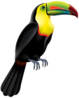 Toucan Bird PNG Clip Art Image