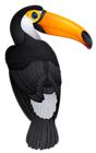 Toucan Bird PNG Clipart Picture