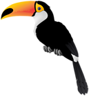 Toucan Bird PNG Transparent Clipart