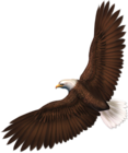 Transparent Eagle PNG Picture