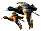 Two Ducks Clipart