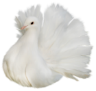 White Beautiful Delicate Dove PNG Clipart Picture