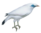 White Bird Transparent PNG Clipart Picture | Gallery Yopriceville