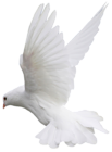 White Dove Flight PNG Clipart