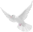White Dove PNG Transparent Clipart