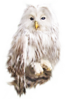 White Owl