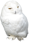 White Owl PNG Picture