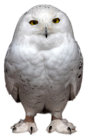White Owl Transparent PNG Picture