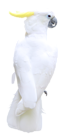 White Parrot Transparent PNG Clipart Picture