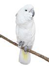 White Parrot Transparent PNG Picture