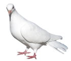 White Pigeon Transparent PNG Picture
