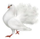 White Romantic Dove PNG Clipart