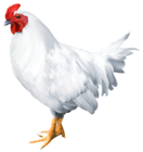 White Rooster PNG Clip Art Image