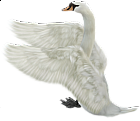 White Swan Free Clip-art