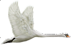 White Swan in Flight Clipart