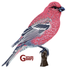 The page with this image: White Winged Crossbill Bird Hand Drawn PNG Clipart,is on this link
