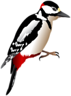 Woodpecker Transparent Image