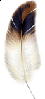 Brown and White Feather Clipart