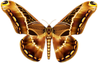 Beautiful Brown Butterfly PNG Clipart Image