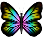 Beautiful Butterfly PNG Clipart