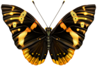 Black and Orange Butterfly Clipart PNG Image