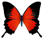 Black and Red Butterfly PNG Picture
