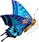 Blue Butterfly PNG Clip Art Image