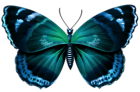 Blue Butterfly Transparent PNG Image