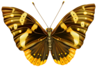 Brown and Yellow Butterfly Clipart PNG Image