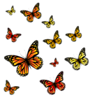 Butterflies PNG Image