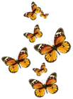 Butterflies Vector PNG Clipart Picture