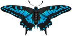 Butterfly Blue Black Clip Art Image