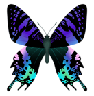 Butterfly Clipart Image