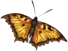 Butterfly Clipart PNG Image
