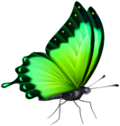 Butterfly Color Green PNG Clipart