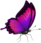 Butterfly Color Pink PNG Clipart