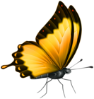Butterfly Color Yellow PNG Clipart