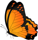 Butterfly Orange Transparent Clip Art Image