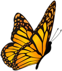 Butterfly Orange Yellow Clipart Image