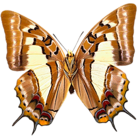 Butterfly PNG Picture Clipart