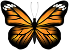Butterfly Transparent PNG Clipart