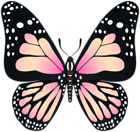 Butterfly Transparent PNG Image