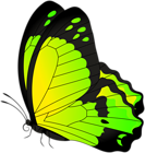 Butterfly Yellow Green Transparent Clip Art Image