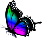 Colorful Butterfly PNG Clip Art Image